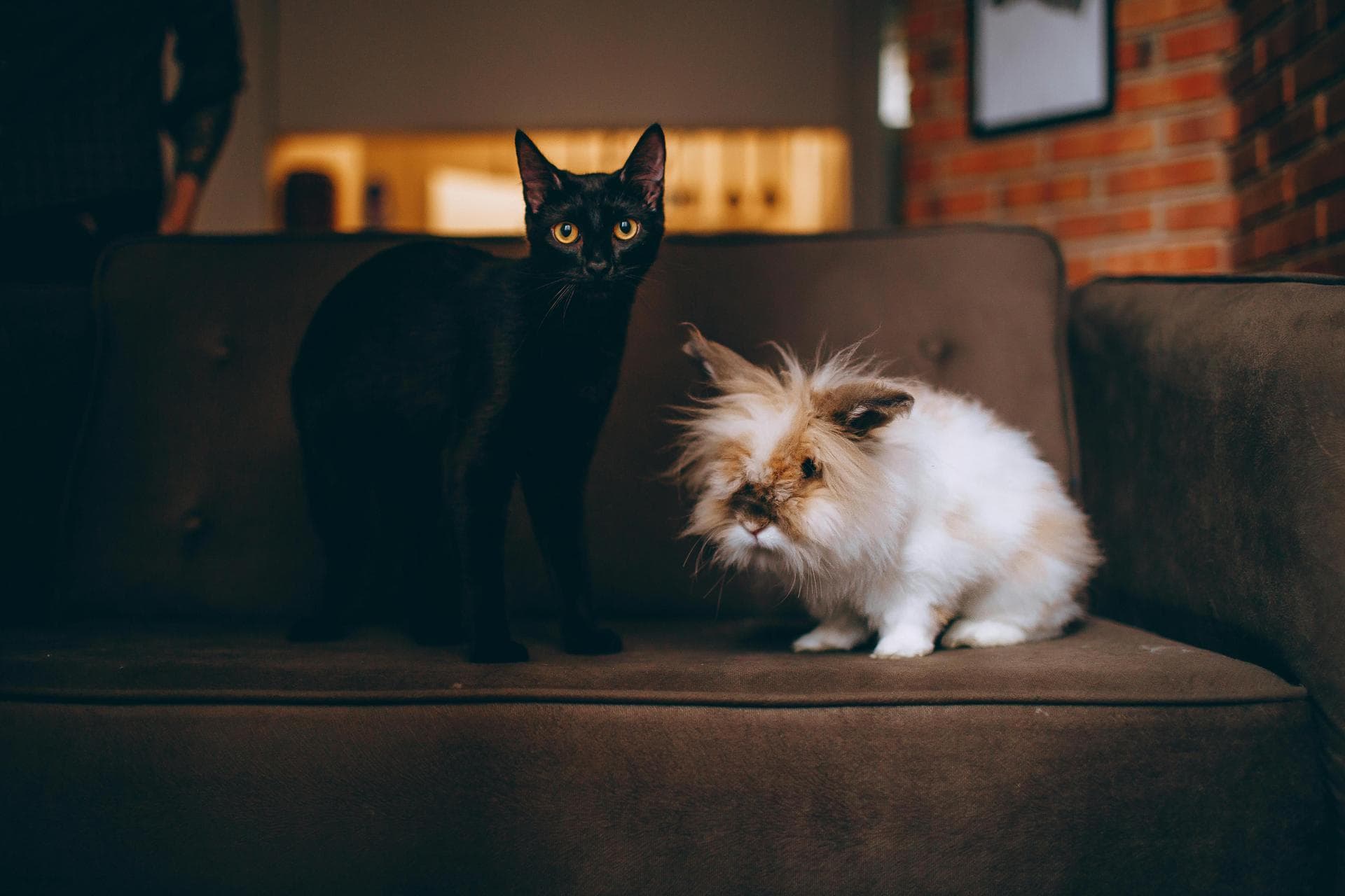 Best Vets in Fulham